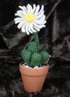 FENESTRARIA AURANTIACA SUCCULENT 0424/P/0017