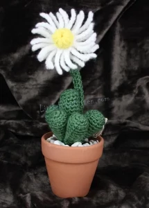 FENESTRARIA AURANTIACA SUCCULENT 0424/P/0017